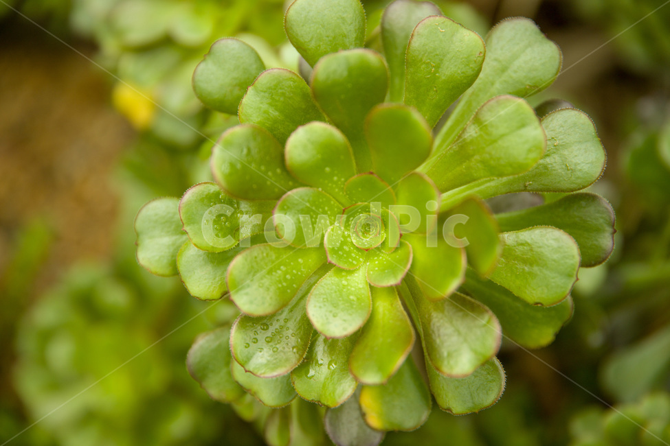 abstract,agriculture,art,artistic,beautiful,blossom,bright,cabbage,closeup,color,colorful,creative,decoration,decorative,design,farm,field,flower,fresh,garden,gardening,graphic,green,growth,healthy,illustration,leaf,modern,natural,nature,organic,pattern,plant,shape,style,summer,surface,vegetable,wallpaper,식물,자연,잎,초록,청록,정원