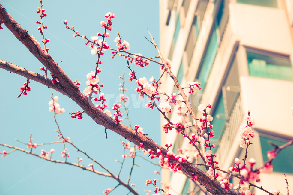벚꽃,핑크,꽃몽울,꽃나무,샤방샤방,나무,꽃,봄,계절,spring,season,plant,식물,flower,blossom