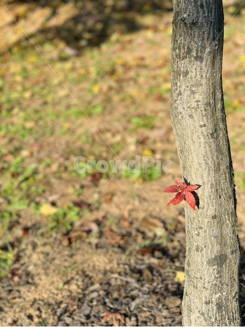 낙엽,가을,나무,가을나무,autumn,fall,fallenleaf,단풍,단풍나무,leaf,잎,plant,식물,tree,나무,trees,wood