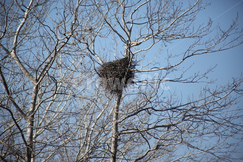 나무,까치집,둥지,wood,nest,가을,계절,fall,autumn,season,식물,자연,plants,nature,나무,trees,wood