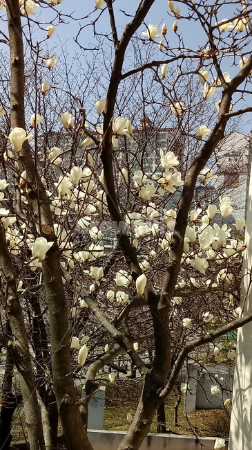 나무,식물,꽃,봄꽃,나무줄기,나무가지,봄,plant,tree,treetrunk,flower,blossom,꽃잎,백합