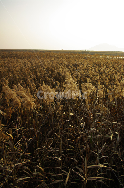 풍경,갈대밭,갈대,식물,plant,순천만,가을,계절,fall,autumn,season,자연,풍경,nature,landscape,grass,잔디,food,음식