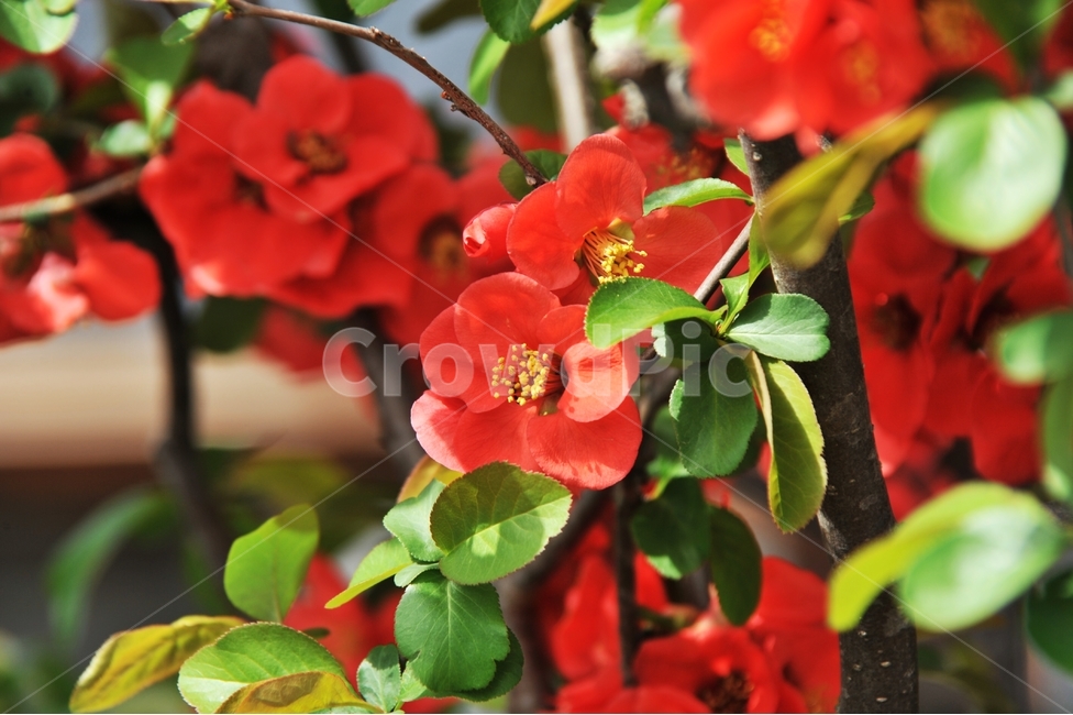 명자꽃,명자화,봄꽃,꽃,식물,빨간꽃,봄,계절,spring,season,식물,자연,plants,nature,꽃,flower,blossom,geranium,제라늄,plant
