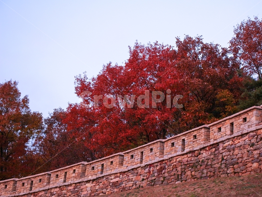 돌벽,가을,풍경,단풍나무,단풍,빨강,자연,성벽,가을,계절,fall,autumn,season,한국전통,한국문화,korean traditional,korean culture,건축물,건물외관,exterior,building,structure,architecture,construction,tree,나무,plant,식물,maple