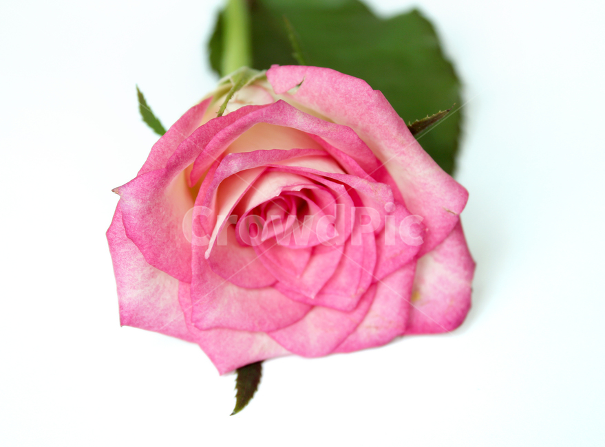 꽃,장미,장미꽃,핑크,생화,rose,flower,pink,신선한,식물,사랑,로맨스,love,romantic,roseflower,fresh,plant,식물,자연,plants,nature,꽃,flower,기념일,축하,anniversary,congratulation,celebrate,celebration
