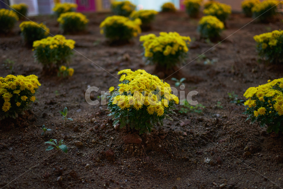 꽃,플라워,flower,국화,밤,배경,yellow,식물,자연,plants,nature,꽃,flower