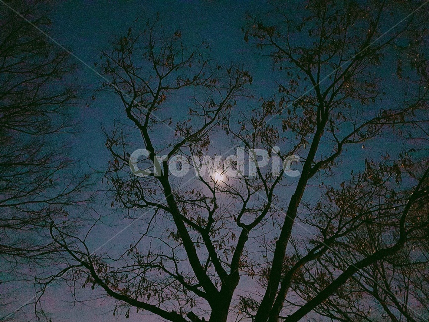 달빛,나무,보름달,moon,슬픈