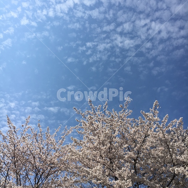 sky,cloud,cherry blossom tree,blue sky,pink,Cherry Blossom,blue,nature,sight,tree,stomach