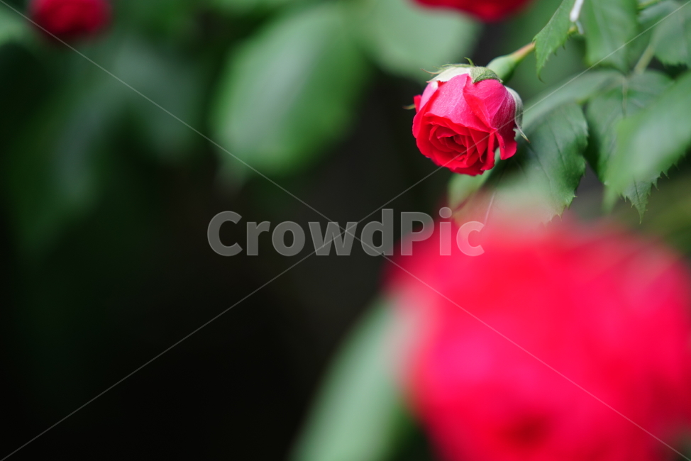 장미,로즈,식물,생물,생명,rose,레드,red,붉은,색감,컬러,꽃,플라워