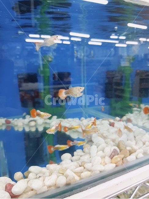 물고기,구피,열대어,수조,하얀돌,동물,animal,어류,물고기,fish