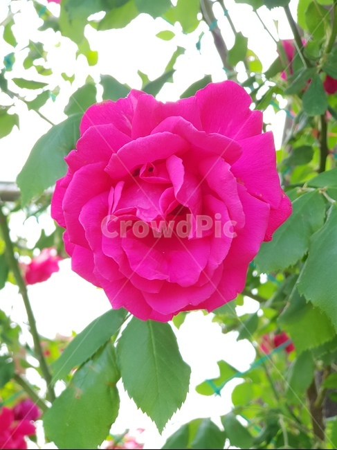 장미,장미꽃,꽃,핑크색,한송이,flower,rose