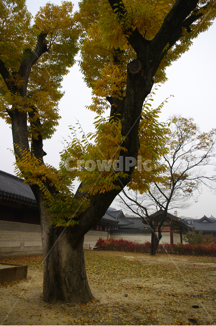 창덕궁,고궁,건축,전통건축,traditional,전통,기와지붕,담장,가을,fall,나무,식물,plant,단풍,잎,가을,계절,fall,autumn,season,한국전통,한국문화,korean traditional,korean culture,랜드마크,landmark,tourist attraction,한국랜드마크,한국관광지,한국명소,korea landmark,korea tourist attraction,tree,tree trunk,나무 줄기