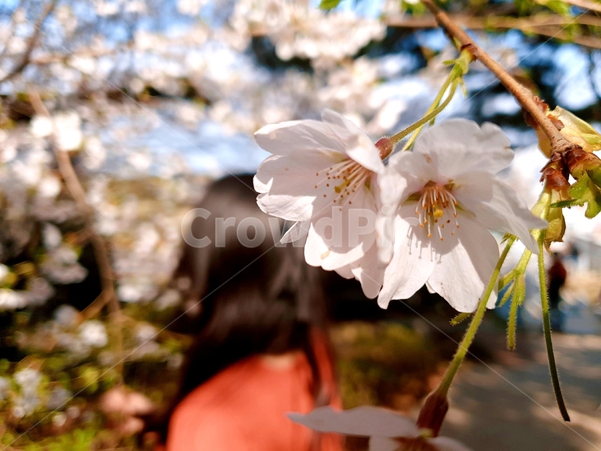 봄,벚꽃,따뜻함,벚나무,꽃,뒷모습,여자,꽃,flower
