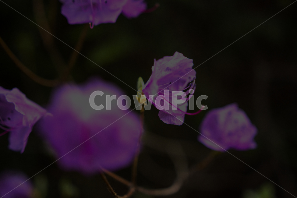 분홍색,진달래,봄,봄향기,녹색,검정,기다림,새싹,봄,계절,spring,season,식물,자연,plants,nature,꽃,flower,blossom,geranium,제라늄,plant
