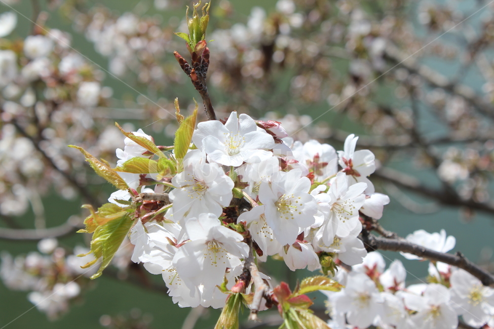 봄,봄꽃,벚꽃,자연,식물,꽃나무,봄,계절,spring,season,식물,자연,plants,nature,꽃,flower,plant,blossom