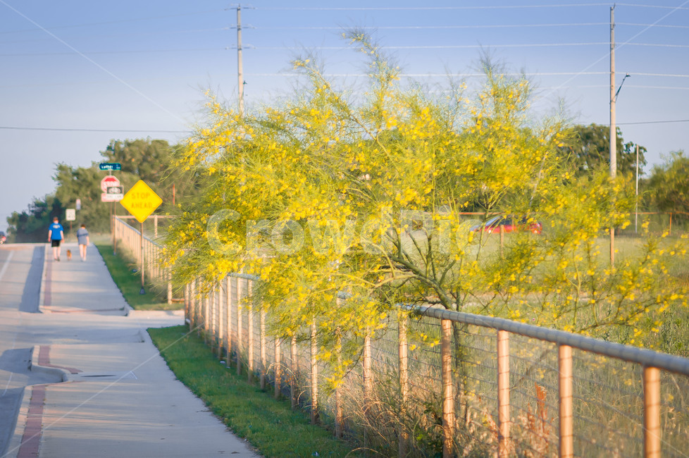 plant,식물,road,도로,tree,나무,봄,계절,spring,season,자연,풍경,nature,landscape