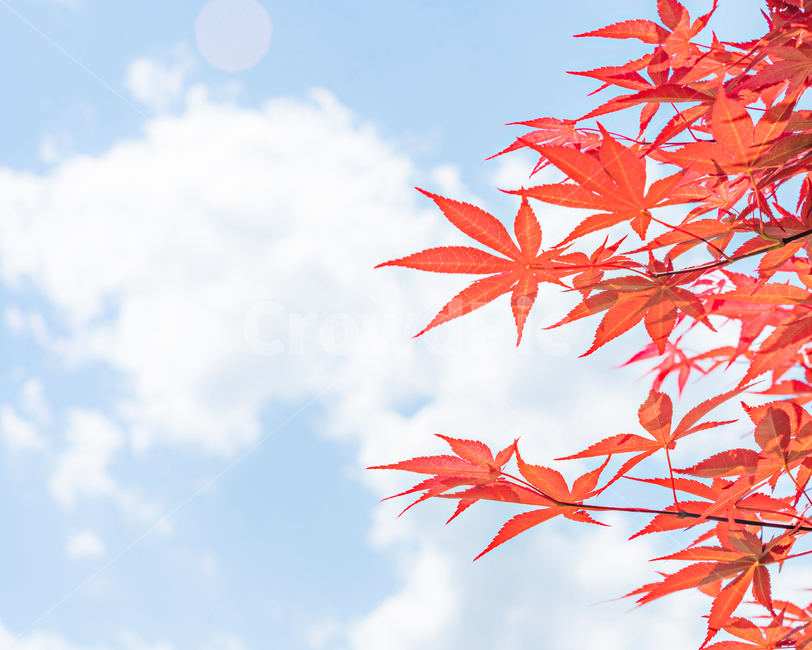 풍경사진,풍경,가을,단풍,하늘,배경화면,색감,leaf,잎,plant,식물,tree,나무,jmas,maspicsyou,가을,계절,fall,autumn,season