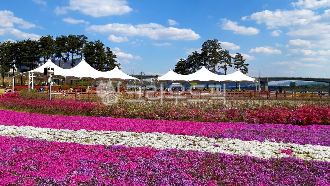 꽃,꽃축제,시민공원,남양주한강시민공원,핑크