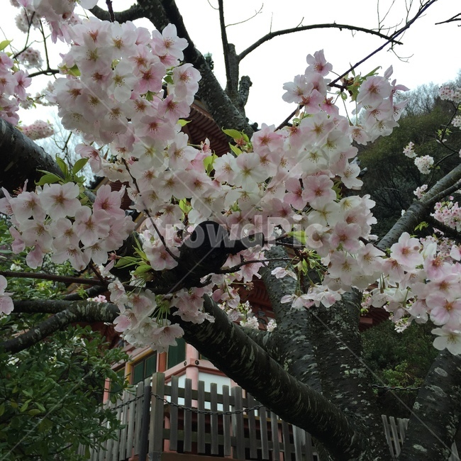 plant,flower,식물,꽃,cherryblossom,벚꽃,봄,spring,봄,계절,spring,season,식물,자연,plants,nature,꽃,flower,blossom,cherry blossom