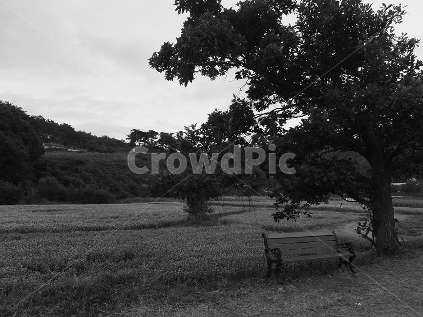 벤치,흑백,모노톤,공원,여유,한가로움,monochrome,자연,풍경,nature,landscape,흑백,모노톤,monochrome,black and white,bench,ground,바닥,tree,나무,plant,식물