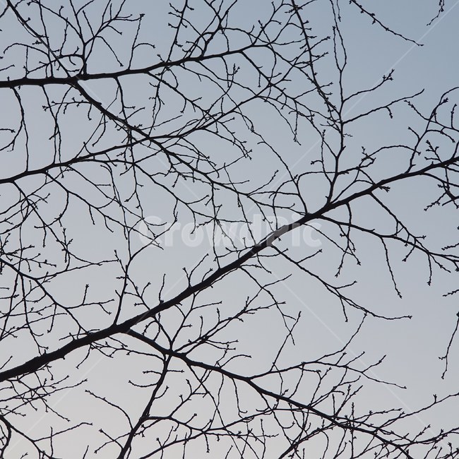 나무,나뭇가지,하늘,자연,목재,식물,nature,tree