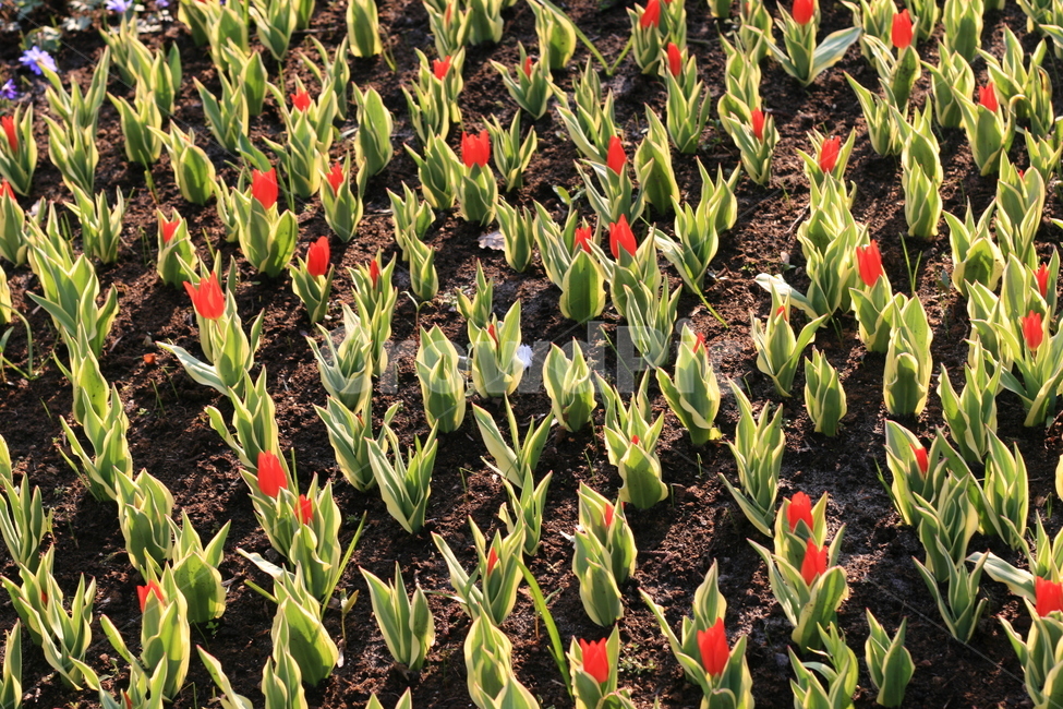 꽃,정원,튤립축제,식물,꽃밭,튤립,빨간튤립,빨간색꽃,flower,garden,tulip,redtulip,redflower,cutetulip,littletulip,식물,자연,plants,nature,꽃,flower