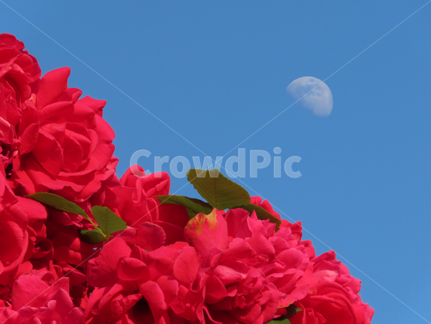 장미,장미꽃,달,아름다움,자연,식물,화려함,아침,roses,moon,beauty,nature,plants,flowers,morning