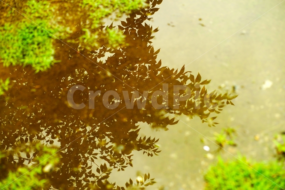 물,비,반영,나무,나뭇잎,자연,식물,자연,풍경,nature,landscape,plant,leaf,잎,tree