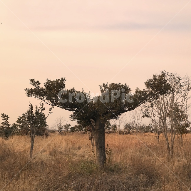 자연,풍경,일몰,해질녘,나무,들판,자연,풍경,nature,landscape,grassland,목초지,field,들,outdoors,옥외,savanna,대초원