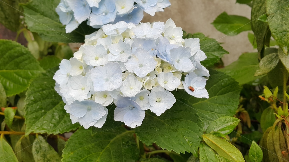 수국,흰꽃,꽃,식물,비오는날,빗방울,물방울,자연,무당벌레,nature,flower,식물,자연,plants,nature,꽃,flower