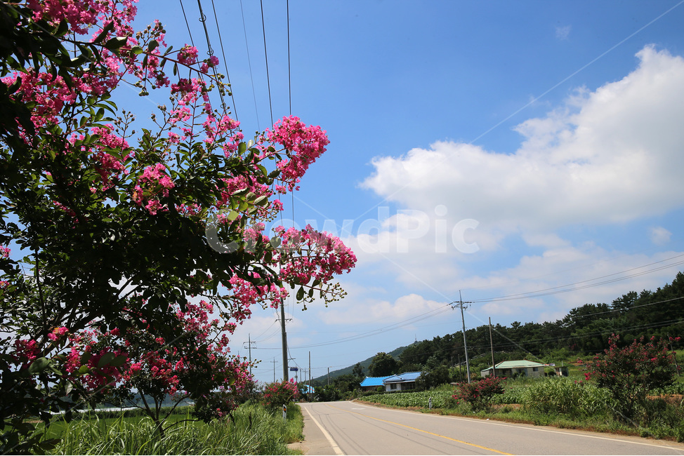 꽃,봄,나무,자연,spring,nature,flower