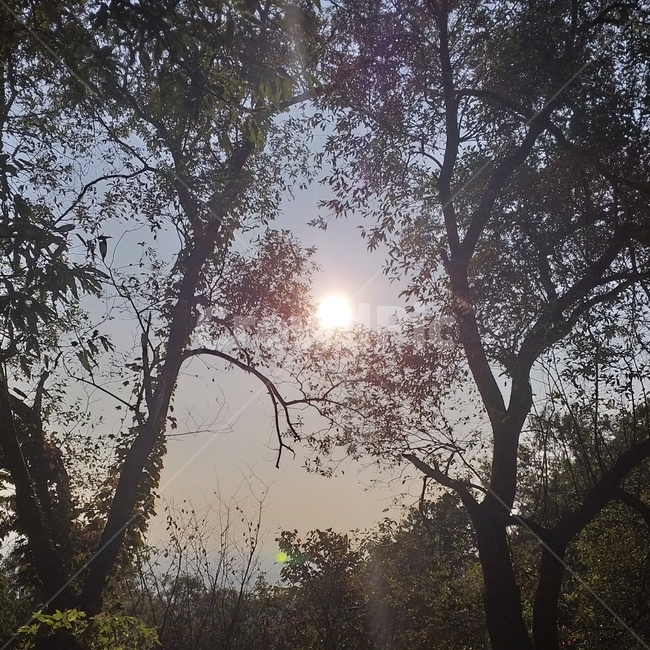 light,flare,햇빛,sunlight,plant,tree,나무,빛,자연,풍경,nature,landscape,식물,plants,나무,trees,wood