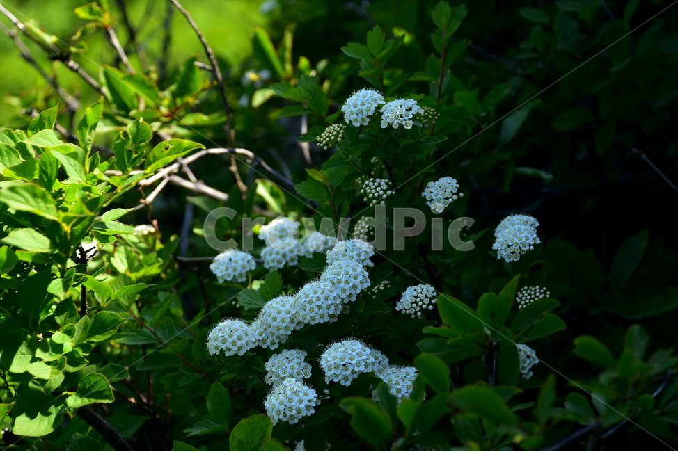 설악조팝나무,야생화,꽃,식물,자연,생태,플라워,flower,plants,nature,식물,자연,plants,nature,꽃,flower
