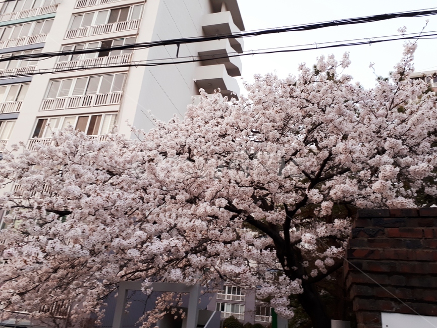 봄,벚꽃,꽃,집앞,예쁜꽃,봄,계절,spring,season,plant,식물,flower,blossom