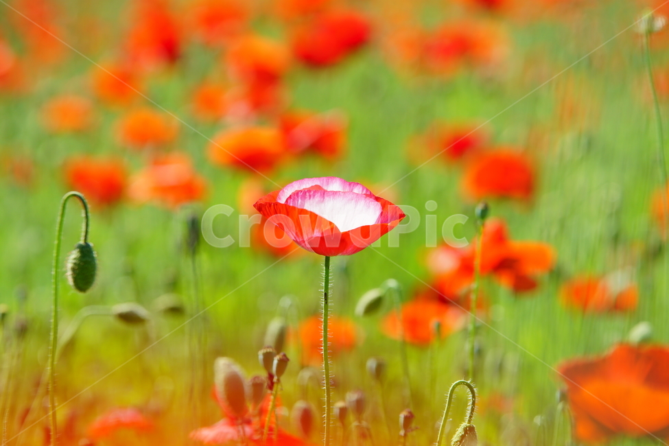 꽃,식물,열정,배경,공원,식물,자연,plants,nature,꽃,flower