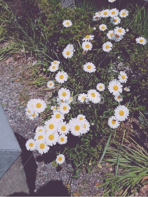 봄,꽃,식물,자연,봄꽃,식물,자연,plants,nature,꽃,flower
