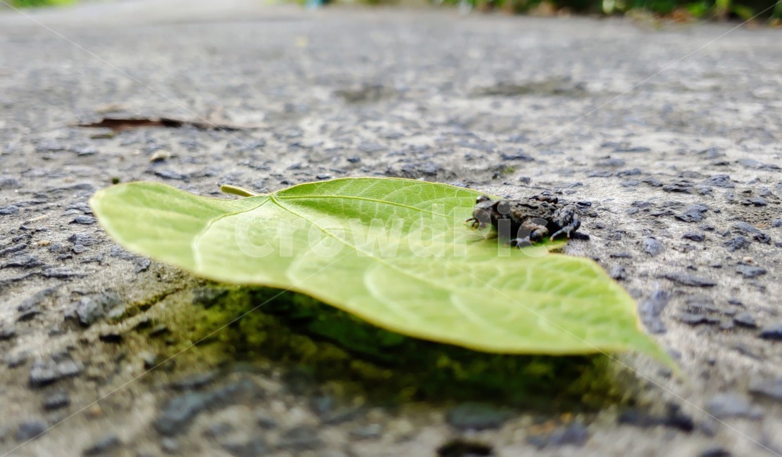 개구리,frog,babyfrog,nature,새끼개구리,작은개구리,leafandfrog