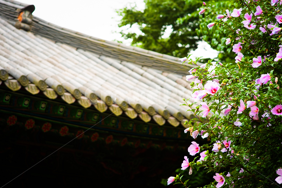 삼일절,무궁화,31,나라사랑,국경일