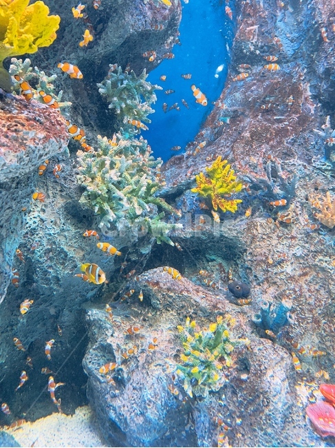 바다,니모,물고기,풍경,파랑,동물,animal,어류,물고기,fish