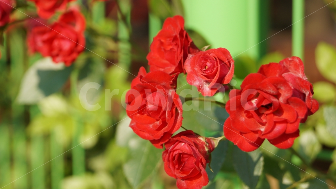 꽃,꽃사진,장미,식물,장미공원,식물,자연,plants,nature,꽃,flower