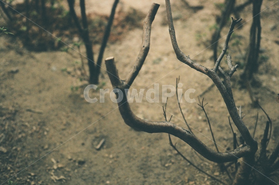 나무,나뭇가지,흙,풍경,자연,식물,자연,plants,nature,나무,trees,wood
