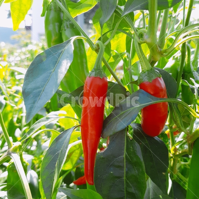 고추,고추밭,햇빛,자연,빨간고추,농사,시골,식물,자연,plants,nature,채소,야채,vegetables