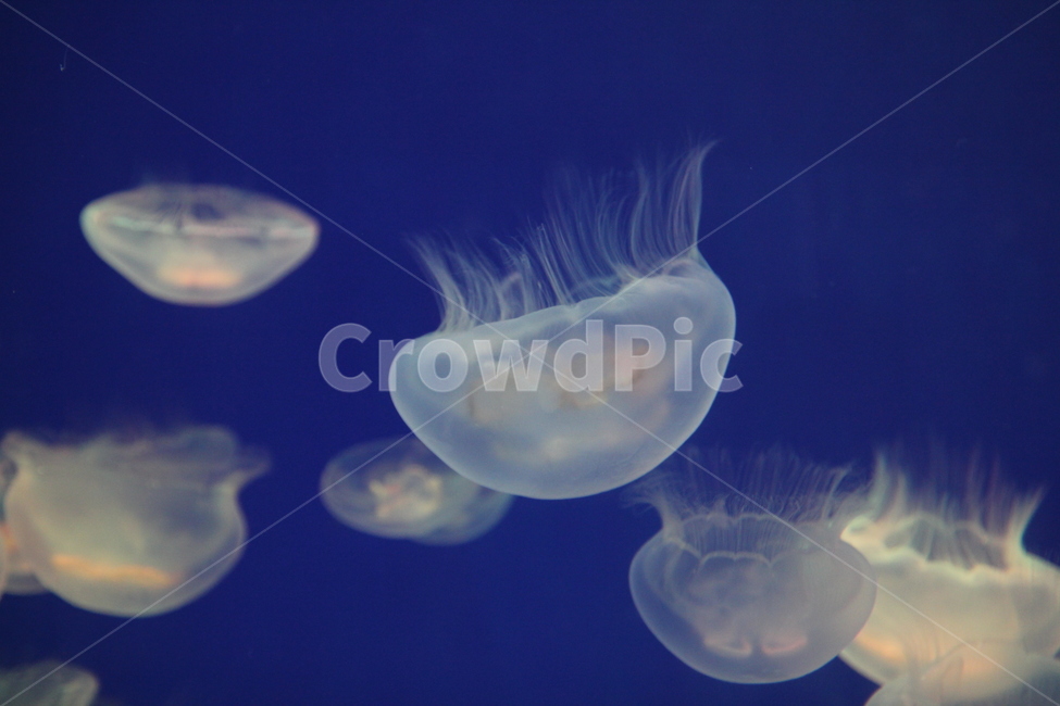 해파리,jellyfish,해파리수영,해양동물,수중해파리,아쿠아리움