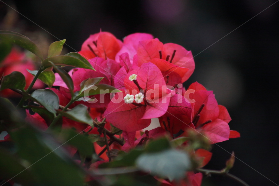 부겐빌레아,꽃,식물,bougainvilleaspectabilis,flower