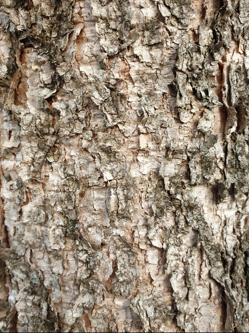 나무껍질,클로즈업,건조,나무,기둥,식물,자연,plants,nature,나무,trees,wood