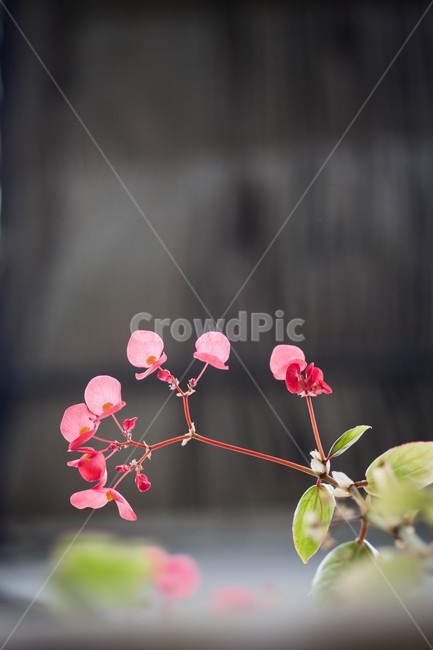 봄,spring,꽃,flower,식물,plants,자연,감성,색깔,색상,nature,landscape,sensible,color