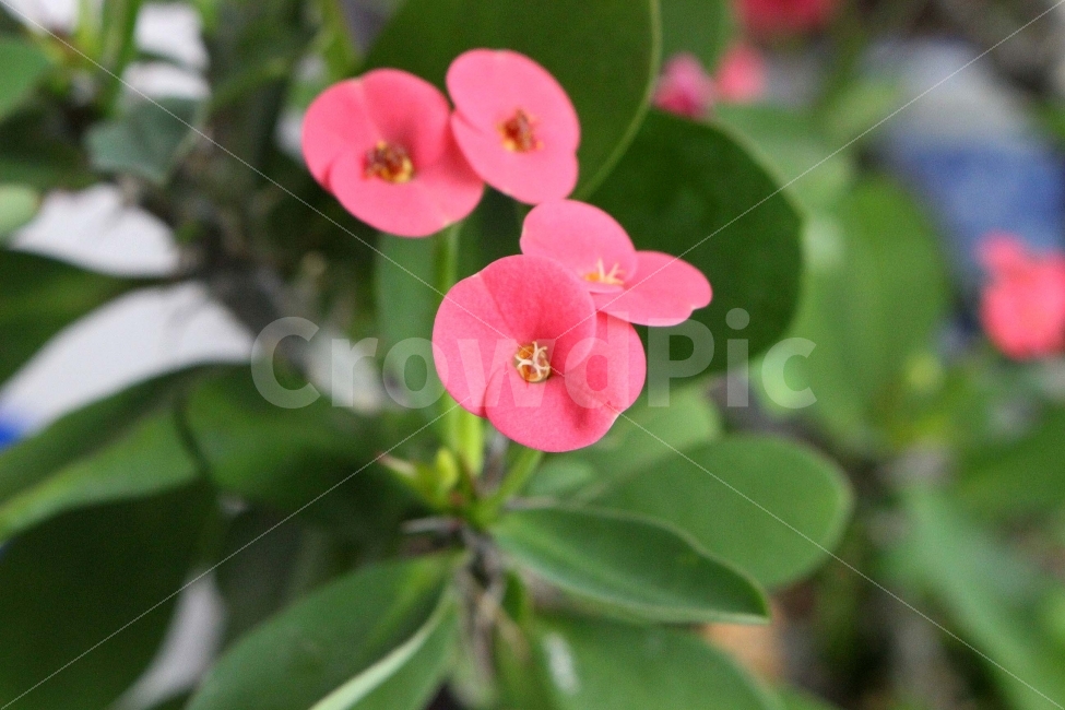 꽃,풀,식물,잎,자연,야외,공원,정원,다홍색,빨강,빨간색,초록색,식물,자연,plants,nature,꽃,flower