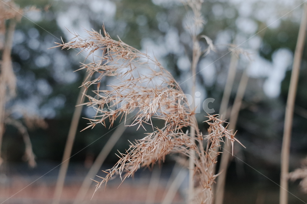 grass,plant,lawn,잔디,식물,reed,갈대