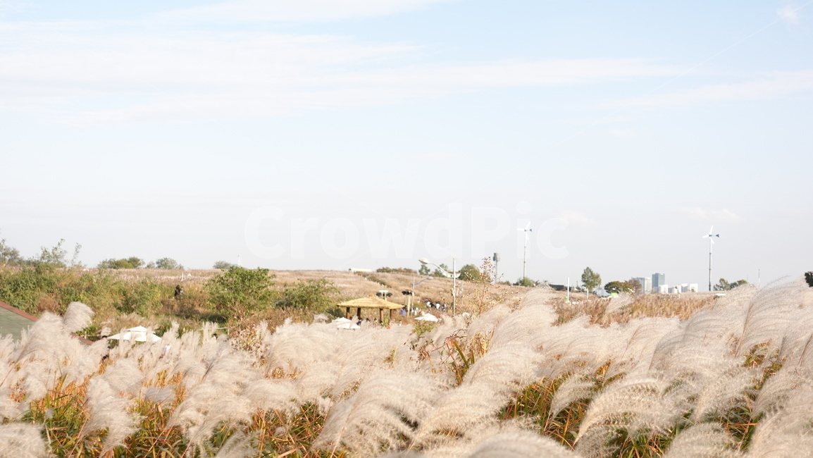 갈대,reed,grass,가을,autumn,가을,계절,fall,autumn,season,자연,풍경,nature,landscape,잔디,plant,식물,lawn