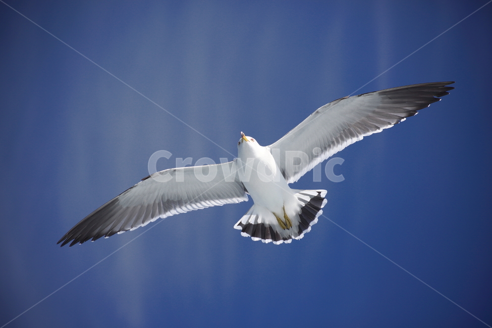 갈매기,바다새,대형조류,commongull,mewgull,laruscrassirostris,괭이갈매기,동물,animal,조류,새,birds